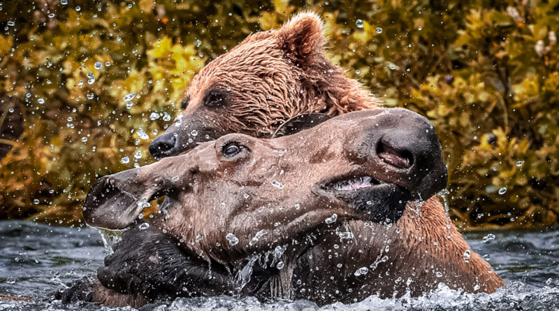 BTS of Viral Brown Bear vs. Moose Video — Plus Photos! - Bear - News