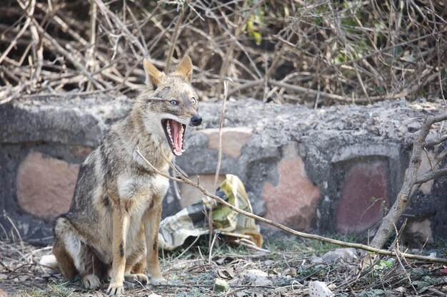 Mastering Coyote Hunting: Insights from Geoff Nemnich