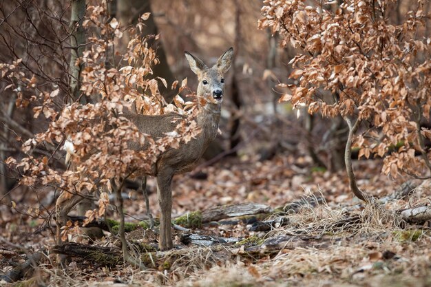 Mastering Coyote Hunting: Insights from Geoff Nemnich