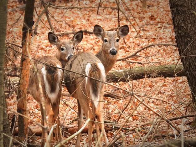 10 Pro Tips for Capturing Stunning Mule Deer Shots in the Badlands