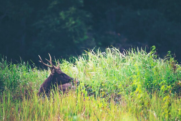 10 Pro Tips for Capturing Stunning Mule Deer Shots in the Badlands