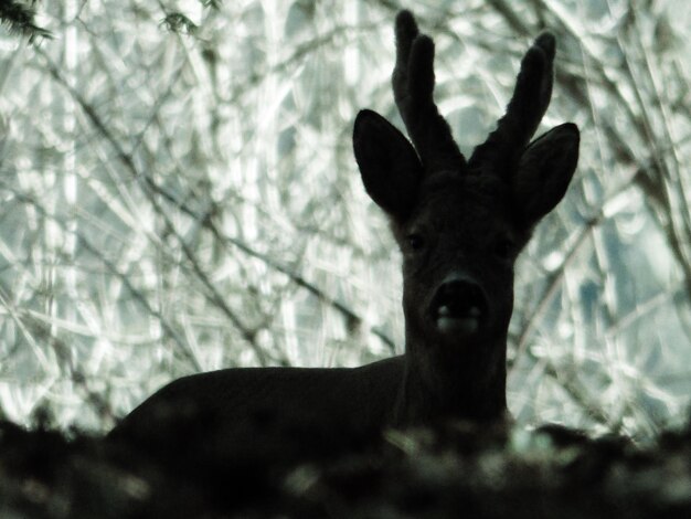 10 Pro Tips for Capturing Stunning Mule Deer Shots in the Badlands